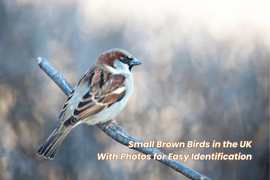 10 Little Brown Birds UK Birdfyuk 10 Little Brown Birds UK Birdfyuk
