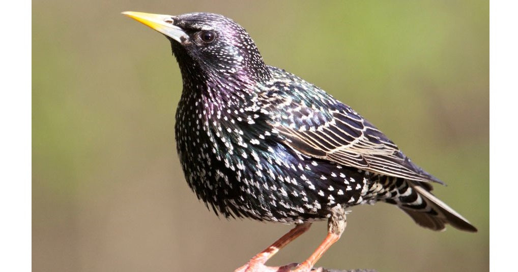 starling