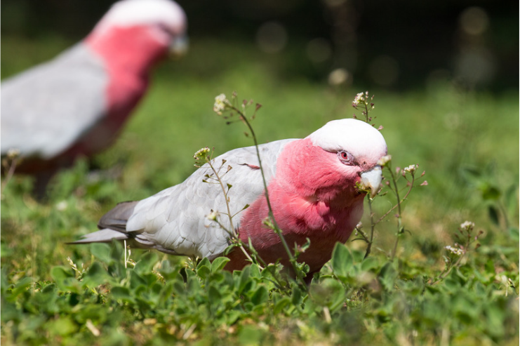 How to Stop Birds Eating Grass Seed: 8 Practical Methods for UK Lawns