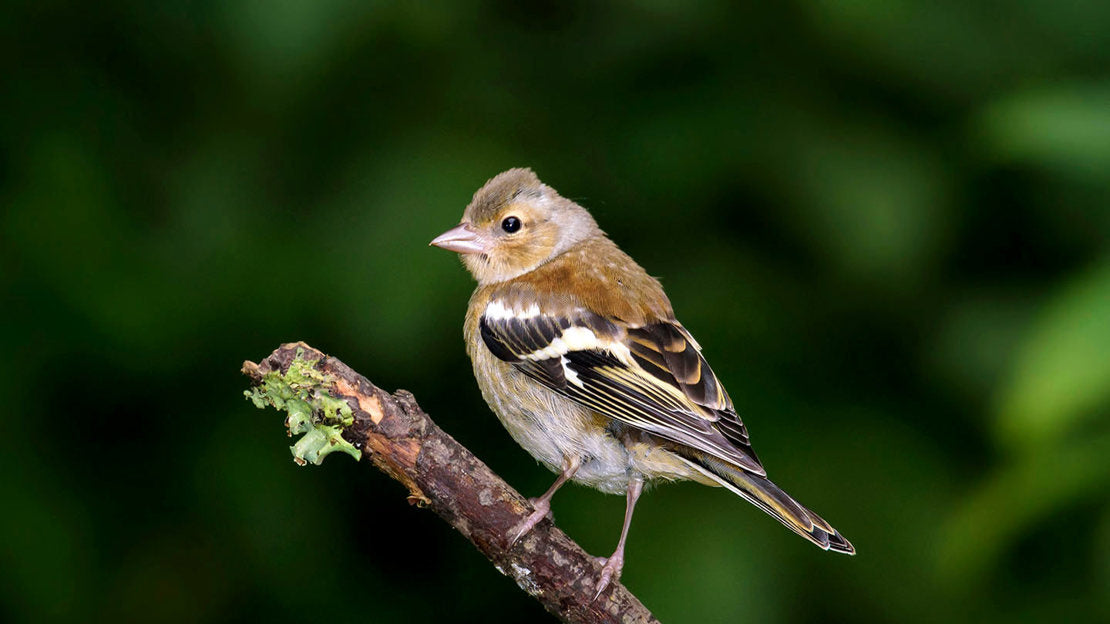 British Chaffinch Guide: Identification, Song, Diet & Attract Tips