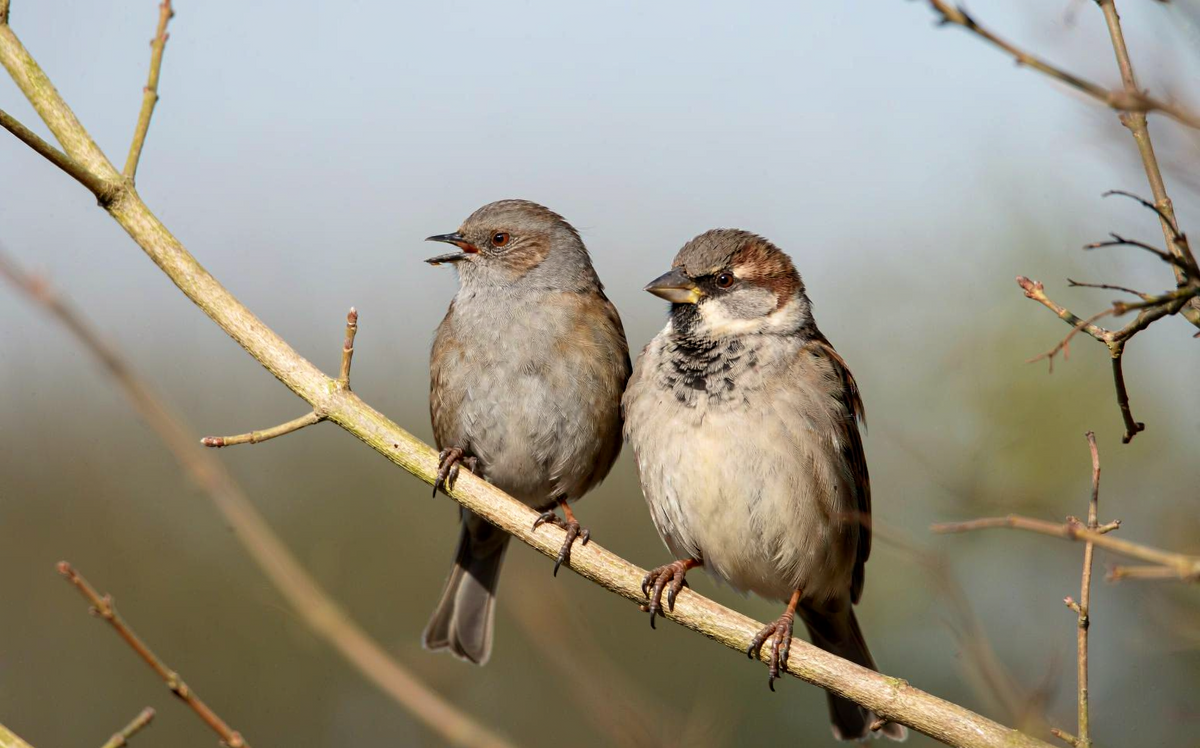 Is It a Dunnock or a Sparrow? Bill, Song & Behaviour Tips