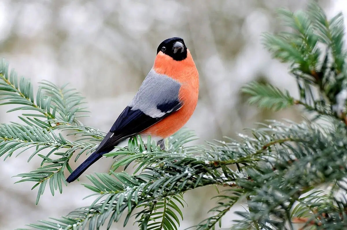 Eurasian Bullfinch Guide: Identification, Habitat & Attraction