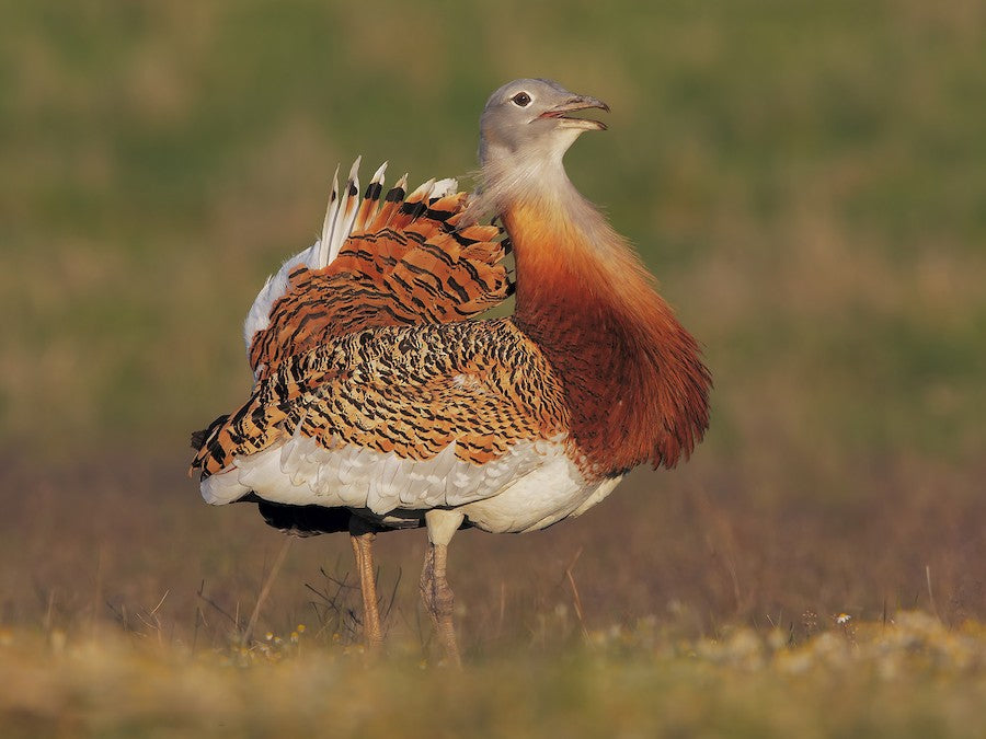 Great Bustard: UK’s Heaviest Flying Bird Returns to Salisbury Plain