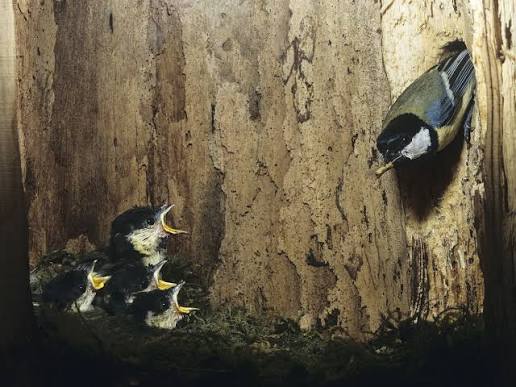 Great Tit Nesting: When, Where & How to Help Them Thrive