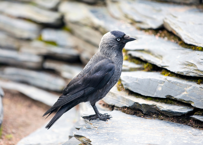 Jackdaw UK: Complete Guide to British & European Jackdaws