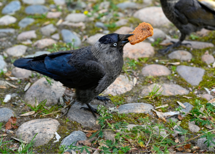 What Do Jackdaws Eat? A Seaon-by-Season UK Feeding Guide