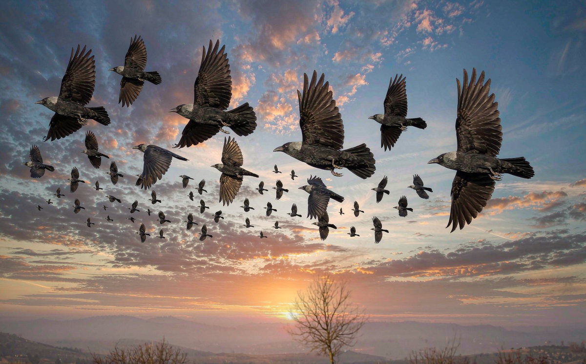 Do Jackdaws Migrate? The Truth About Winter Flocks