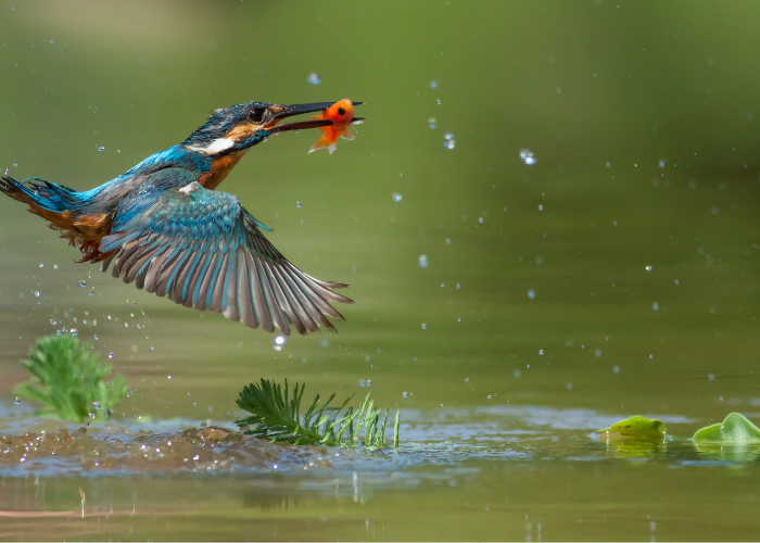 What Do Kingfishers Eat? Fish, Insects & More