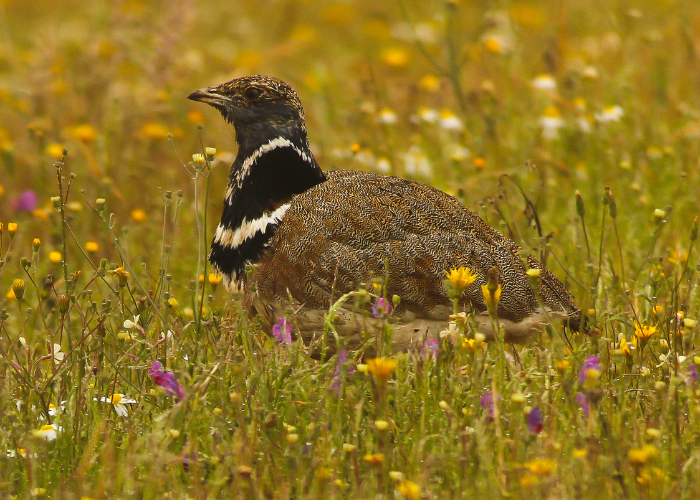 Little Bustard: Complete Guide to the Smallest Palearctic Bustard