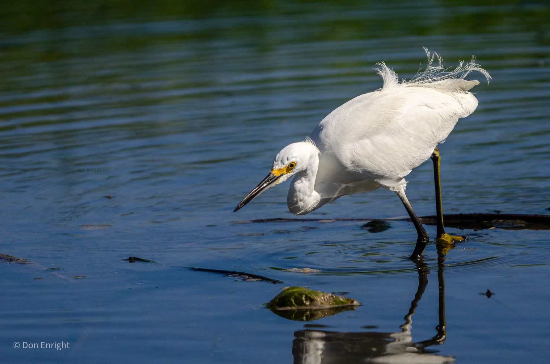 Little Egret UK: Identification, Habitat & Where to See Them 2026