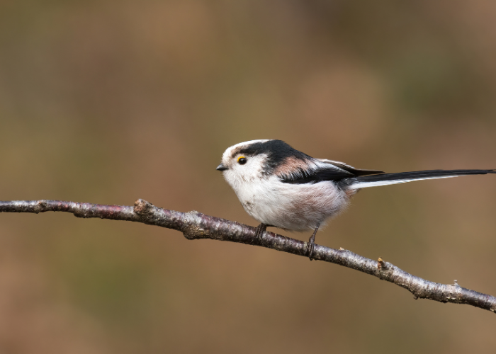 Long Tailed Tit: Complete Guide to Identification, Behaviour & Habitat
