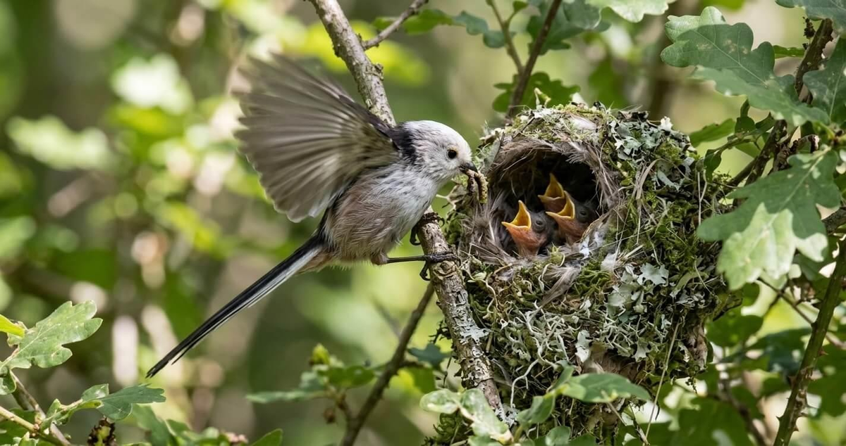 Long Tailed Tit Nest: Construction, Location, Eggs & Breeding Cycle