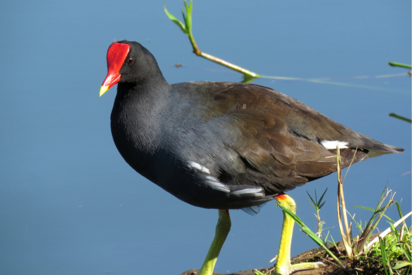 Common Moorhen: UK Identification, Behaviour & Breeding Guide