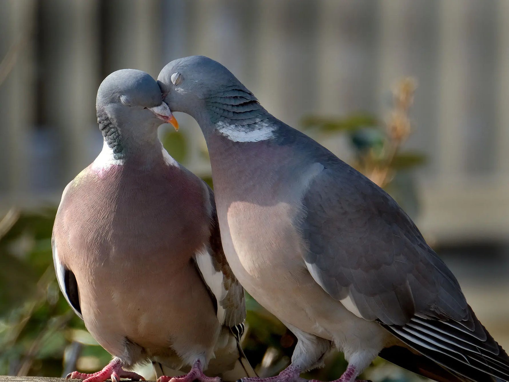 Do Pigeons Mate for Life? Pigeon Breeding & Mating Behavior Guide