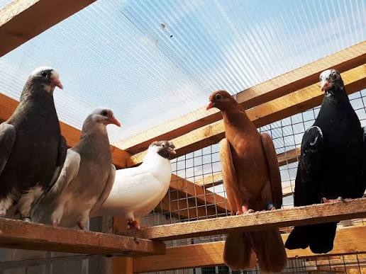 How Long Do Pigeons Live? Lifespan by Breed and Care Tips