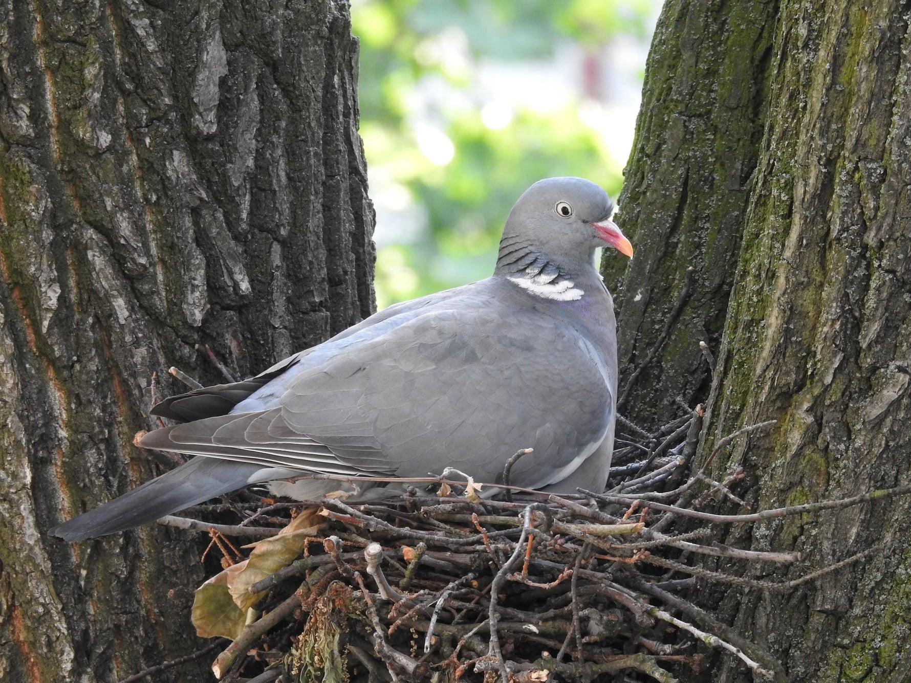 Pigeon Nesting Guide: When Do Pigeons Nest in UK Gardens
