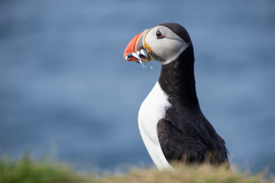 What Do Puffins Eat? Diet, Hunting Techniques and Seasonal Changes