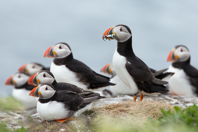 Puffins in the UK: Complete Guide to Britain’s Iconic Seabird