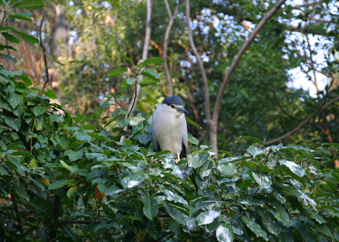 Rare Garden Birds in UK: How to Spot and Attract Them to Your Garden
