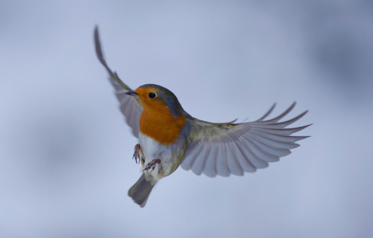 How Long Does a Robin Bird Live? UK Lifespan & Garden Guide