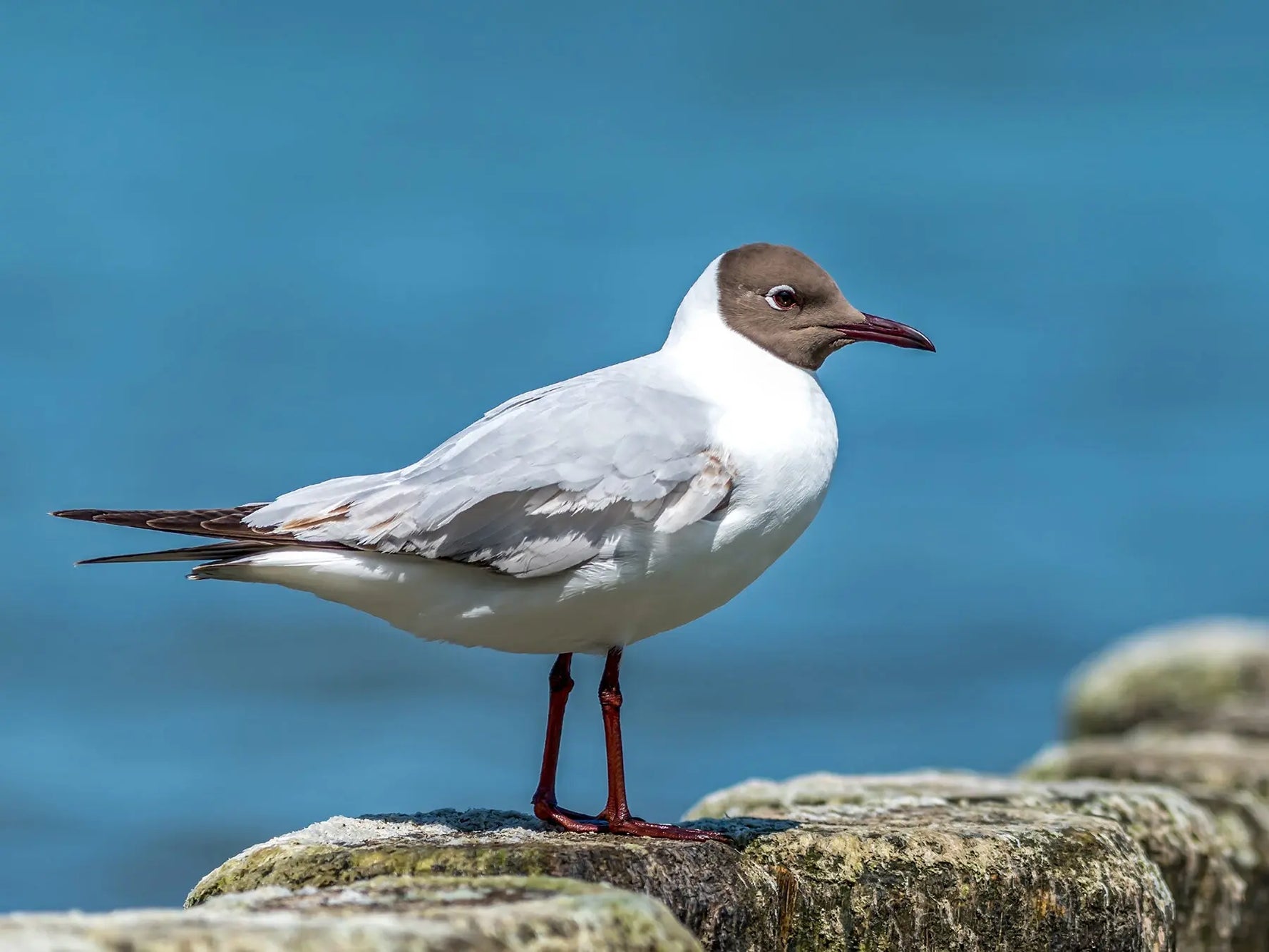How Long Do Seagulls Live? The Surprising Lifespan of UK Gulls