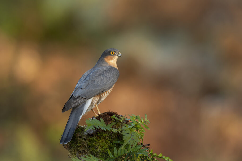 Small Birds of Prey in the UK: Your Complete Identification Guide