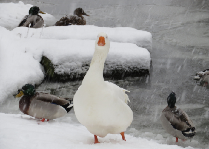 Snow Goose: How to Identify This Rare Visitor & Where to Spot It