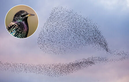 Why Do Starlings Murmurate? The Science Behind a Sky Ballet