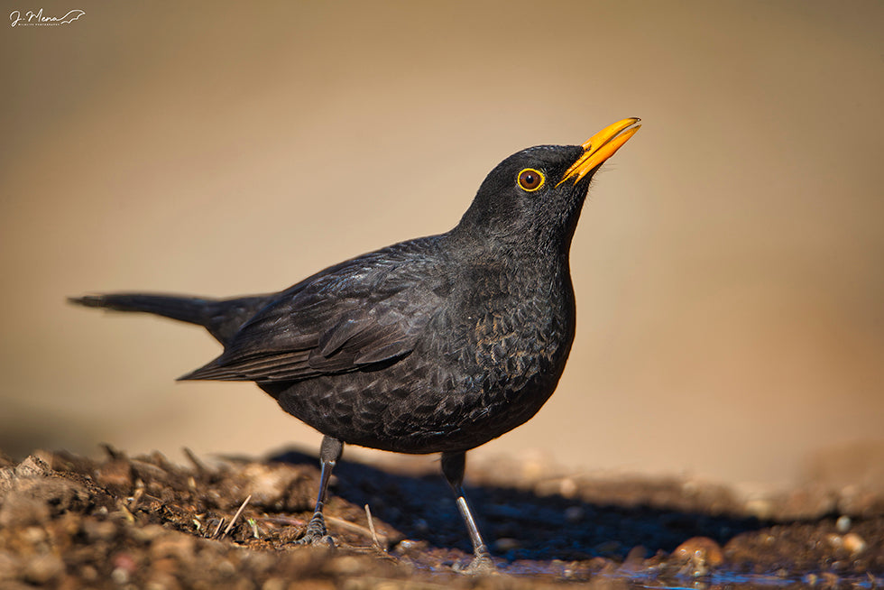 How Long Do Blackbirds Live? A Complete Guide to Their Lifespan