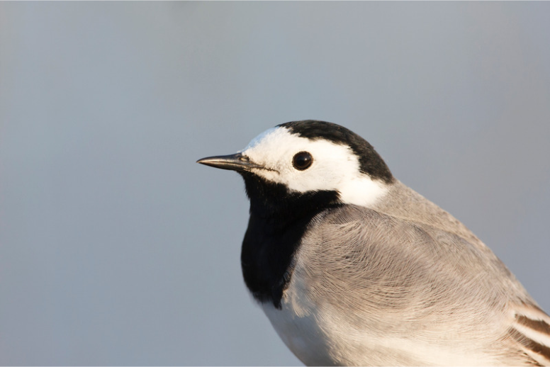 Spotting the White Wagtail: A UK Birdwatcher’s Guide to Motacilla alba