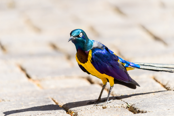 Yellow-Breasted Birds in the UK: How to  Identify the Most Common Species