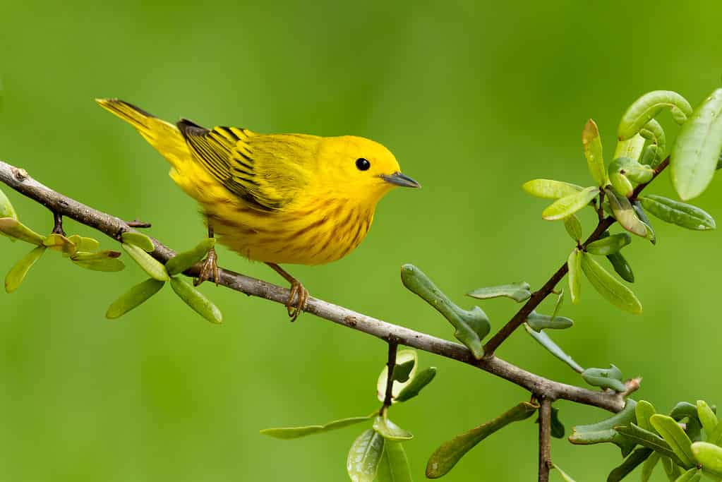 Small Yellow Bird in the UK: 5 Species to Know & How to Identify Them