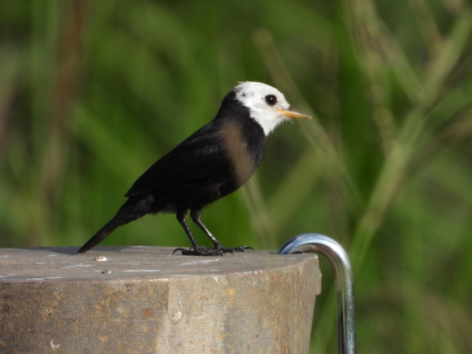 5 Species of Black Birds with White Heads in the UK