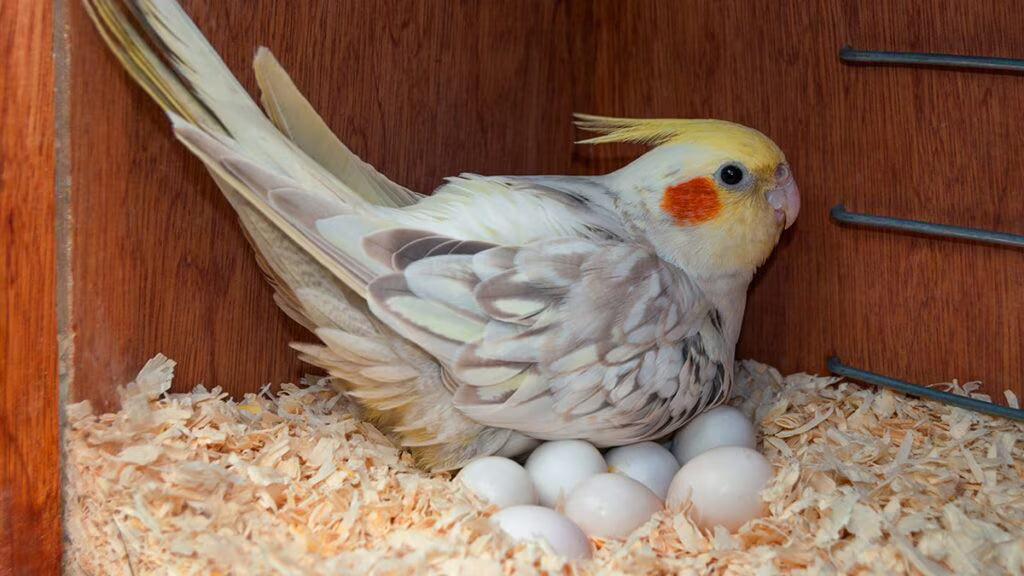Do All Birds Lay Eggs? The Surprising Truth About Bird Reproduction