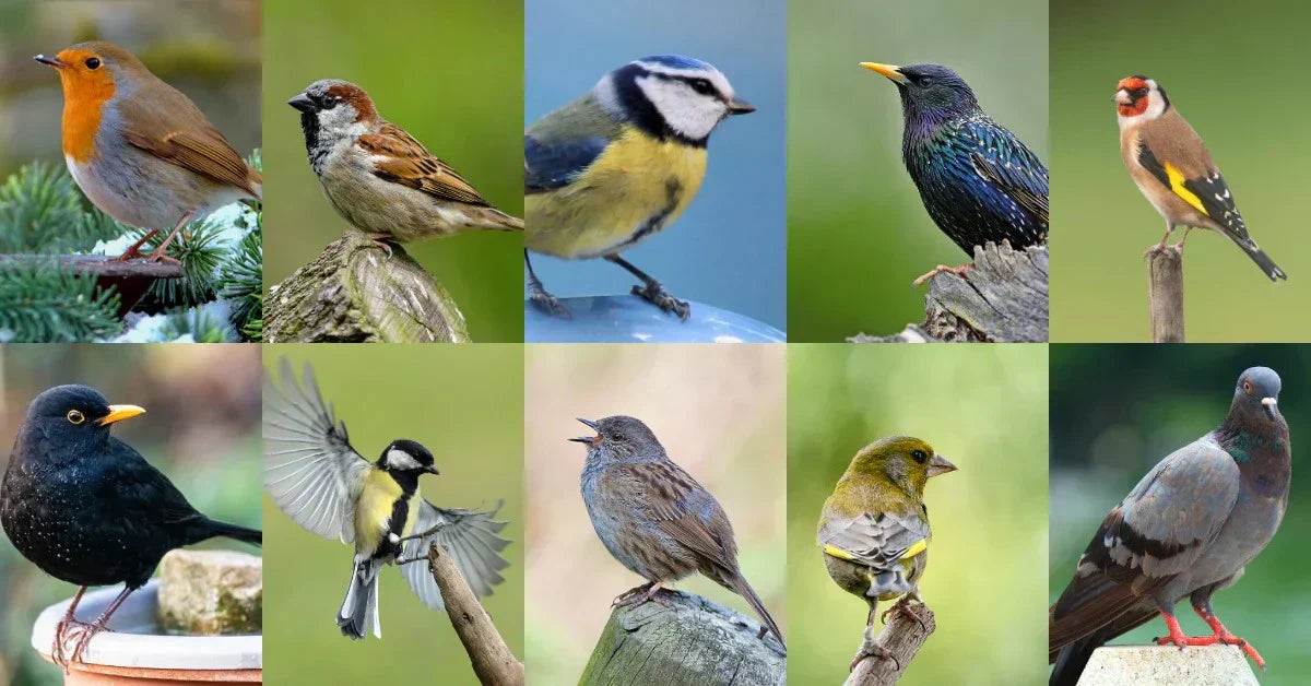 common british garden birds