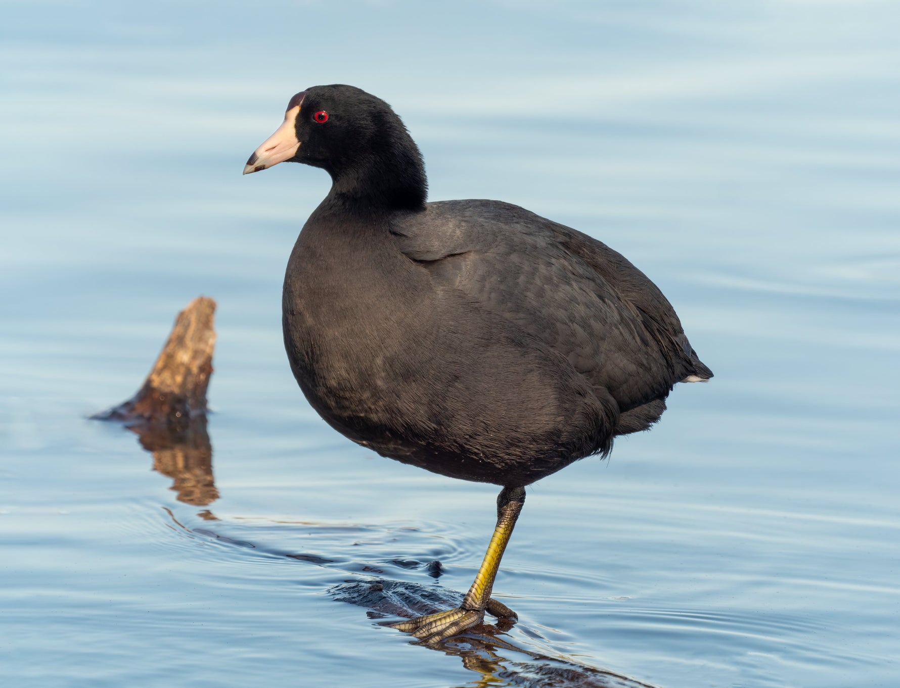 Coot Bird UK: The Complete Guide to the Eurasian Coot