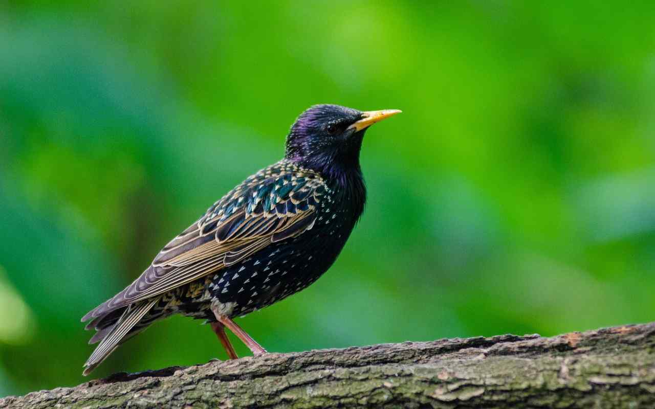 What Do Starlings Eat? Complete Diet Guide + Feeding Tips (2026)