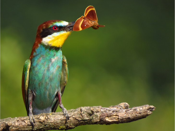European Bee-eater Guide: ID, Calls, Nesting and UK Breeding