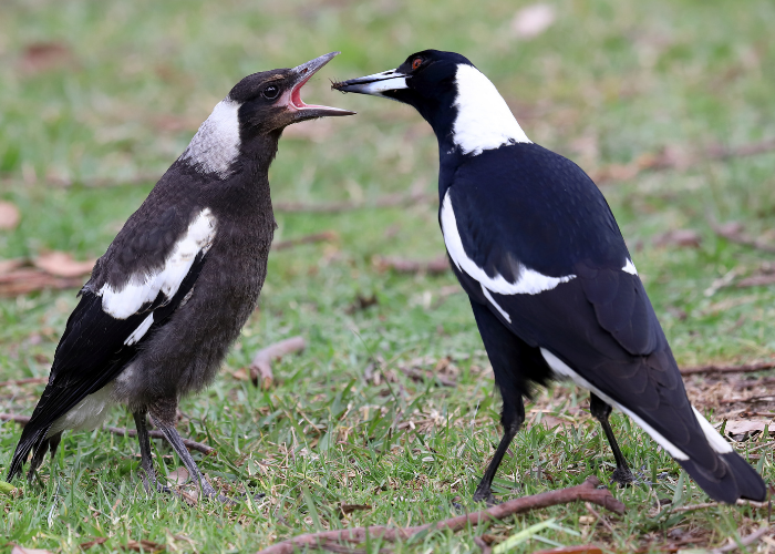 Do Magpies Eat Other Birds? The Truth About Magpie Predation in the UK