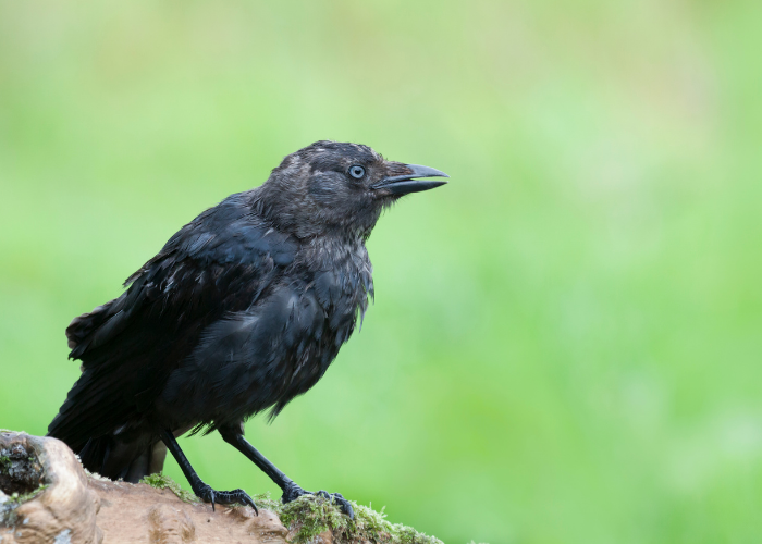 How Long Do Jackdaws Live? Lifespan, Survival Rates & Records