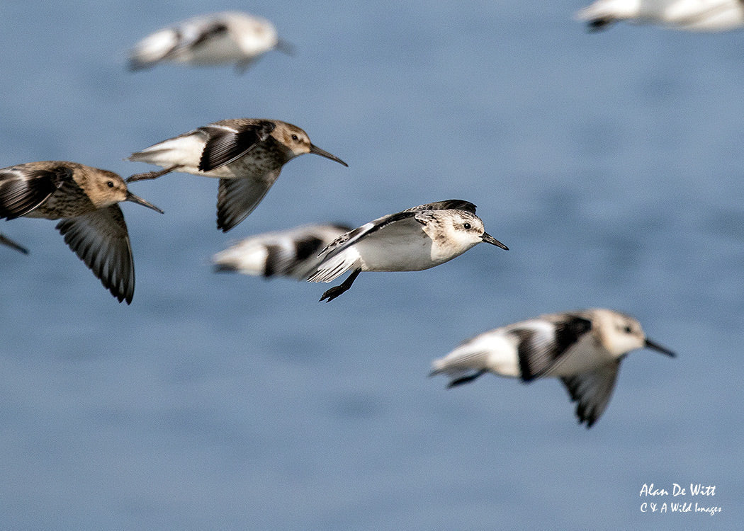 UK Wading Birds: Complete Identification Guide for Top 10 Species