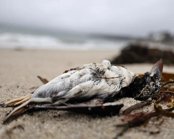UK Seabird Deaths in 2026: What’s Behind This Winter Seabird Wreck