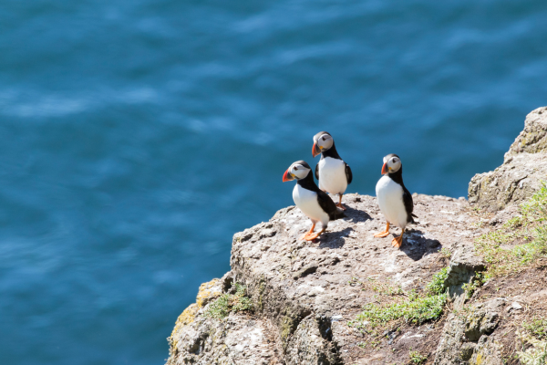 Where to See Puffins in the UK: Best Places and Times
