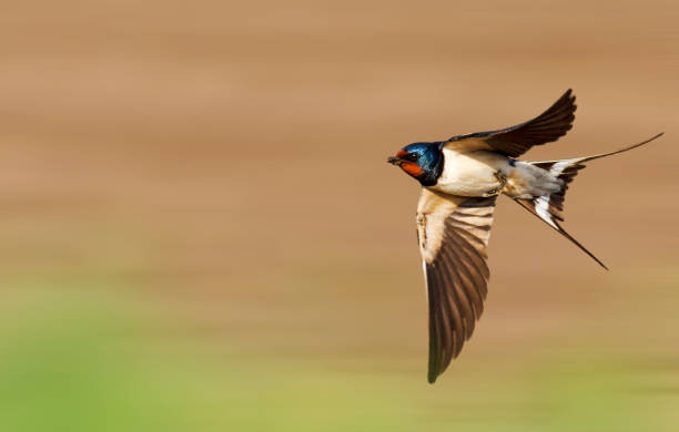 When Do Swallows Arrive & Leave in the UK