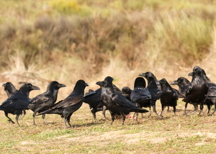 Types of Crows: Complete Guide to Carrion Crow, Rook, Raven & More