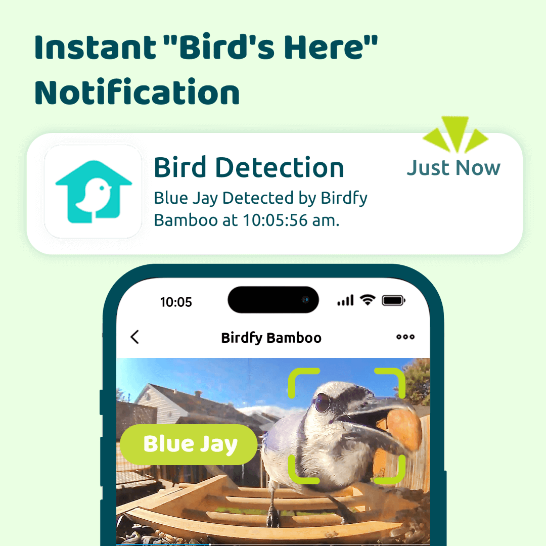 Birdfy Feeder Ebony - Wooden Smart Bird Feeder