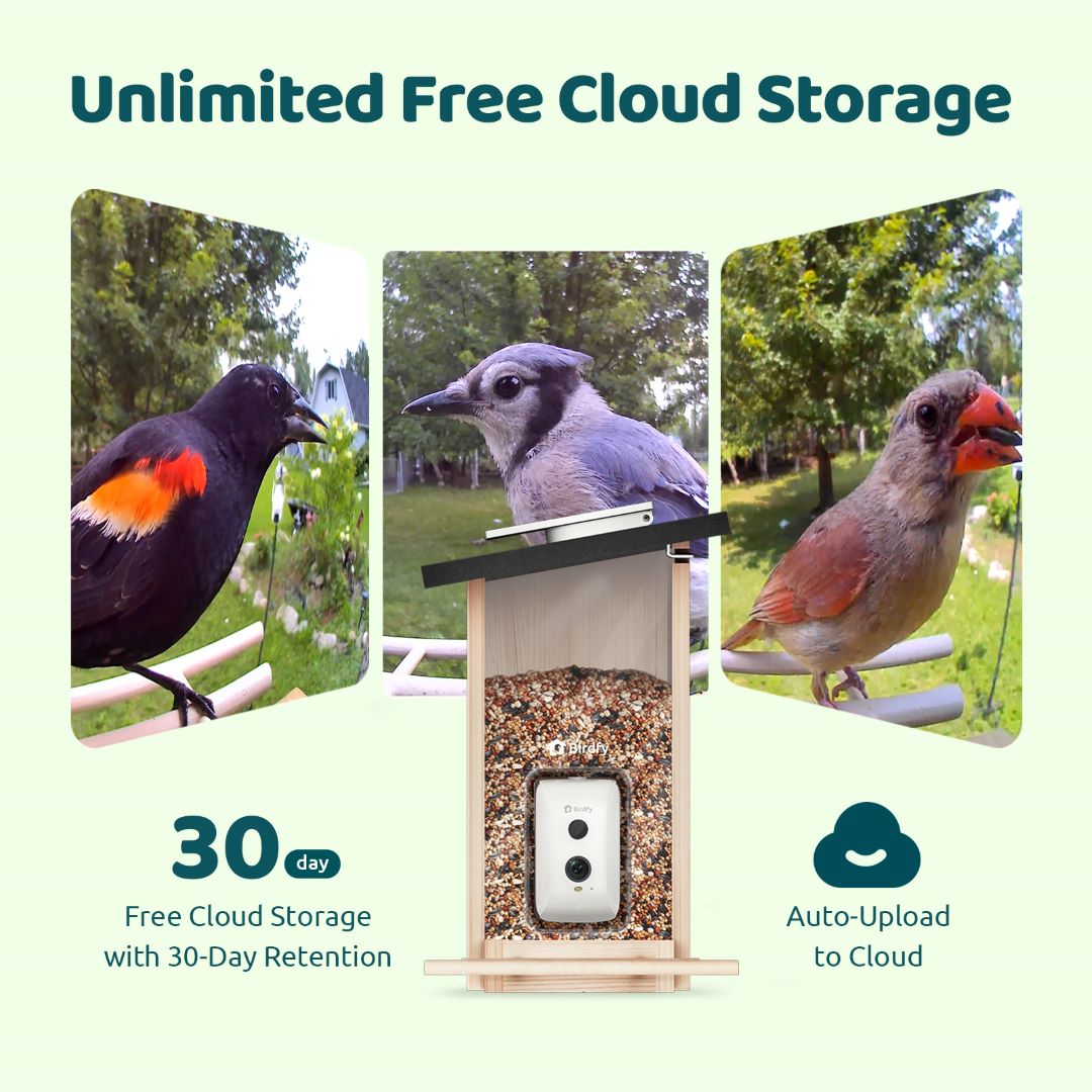 Birdfy Feeder Ebony - Wooden Smart Bird Feeder