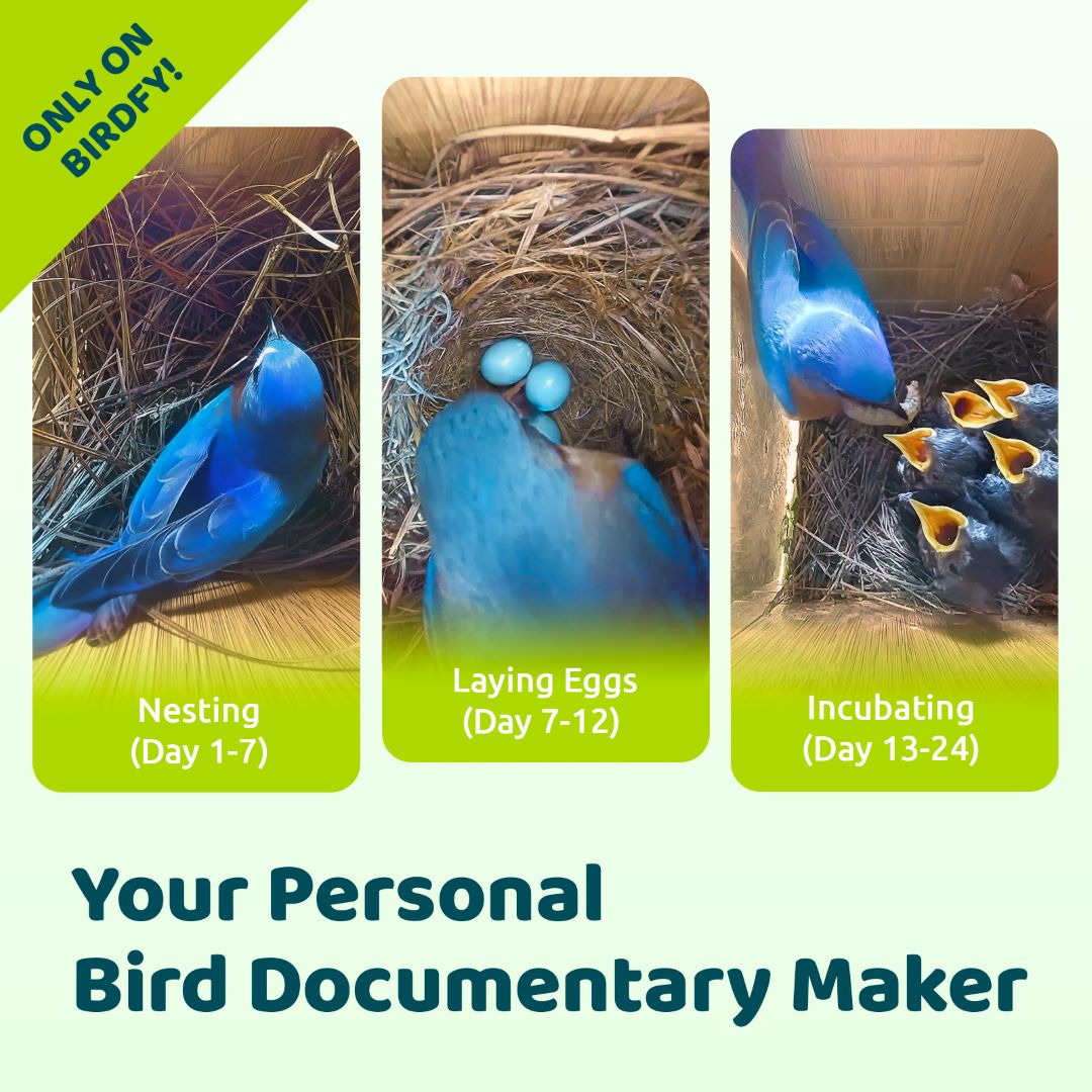 Birdfy Nest Ebony - Wooden Smart Birdhouse