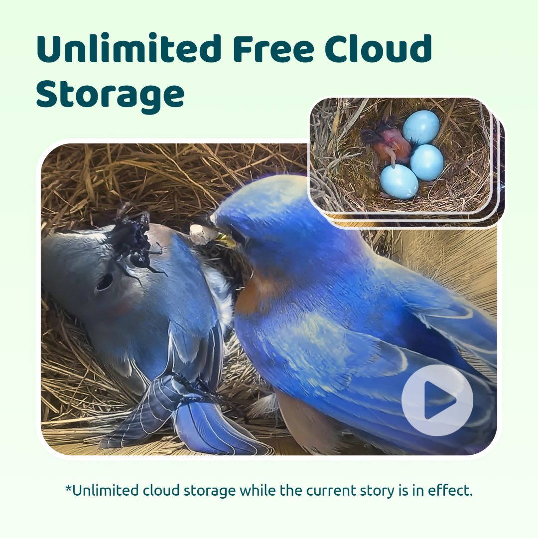 Birdfy Nest Ebony - Wooden Smart Birdhouse