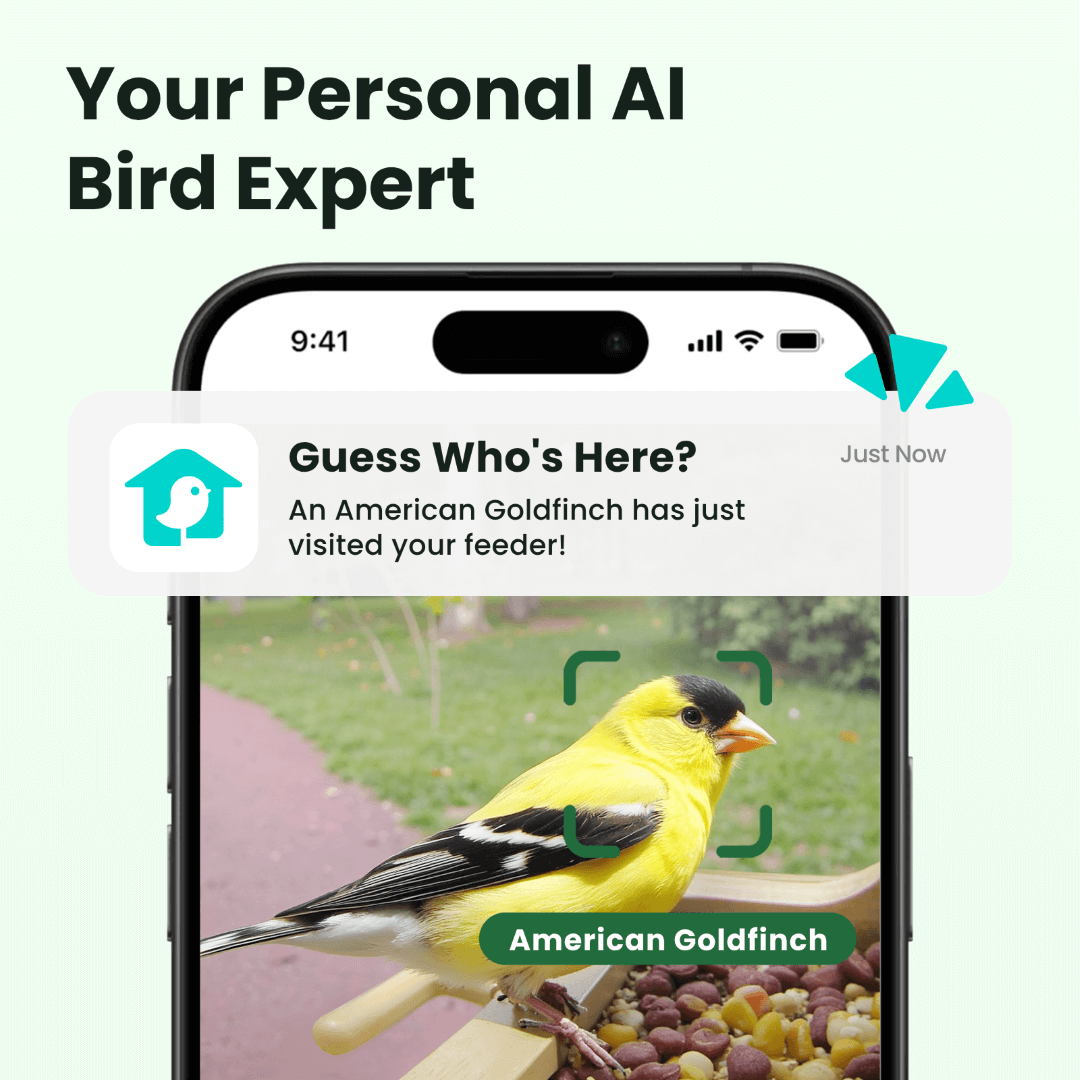 Birdfy Feeder Wood - Wooden Smart Bird Feeder with Camera